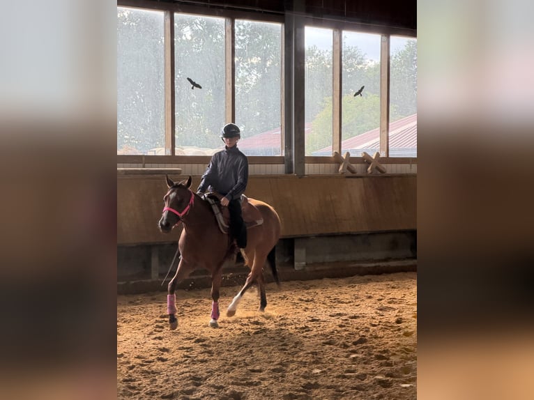 Quarter horse américain Jument 3 Ans 150 cm Bai in Dinslaken