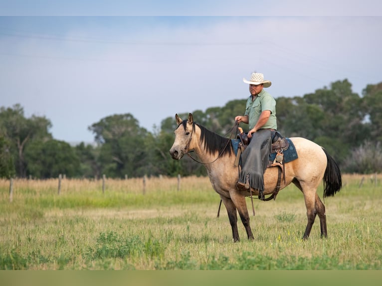 Quarter horse américain Jument 3 Ans 150 cm Buckskin in Greycliff