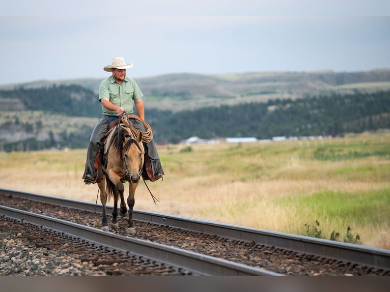 Quarter horse américain Jument 3 Ans 150 cm Buckskin in Greycliff