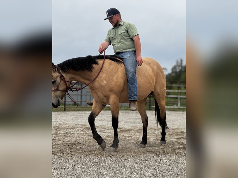 Quarter horse américain Jument 3 Ans 150 cm Buckskin in Greycliff