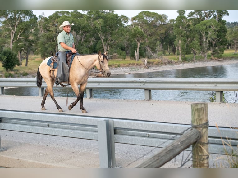 Quarter horse américain Jument 3 Ans 150 cm Buckskin in Greycliff