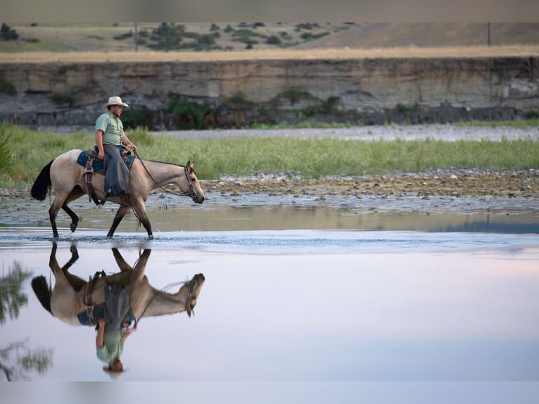Quarter horse américain Jument 3 Ans 150 cm Buckskin in Greycliff