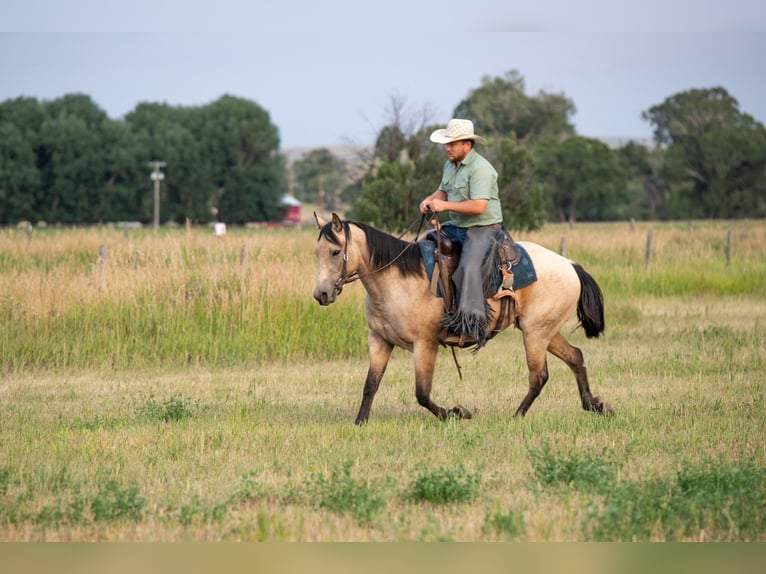 Quarter horse américain Jument 3 Ans 150 cm Buckskin in Greycliff