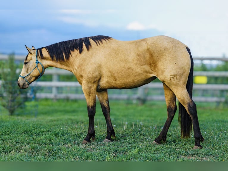 Quarter horse américain Jument 3 Ans 150 cm Buckskin in Greycliff