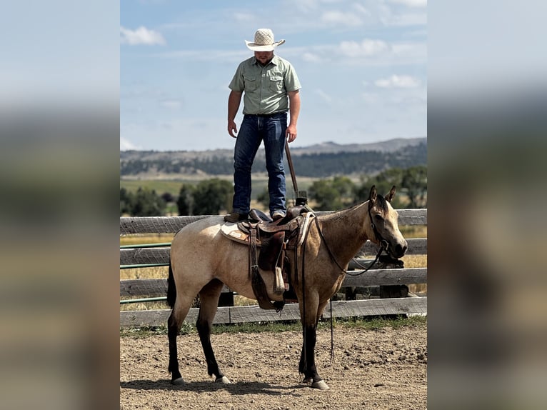 Quarter horse américain Jument 3 Ans 150 cm Buckskin in Greycliff