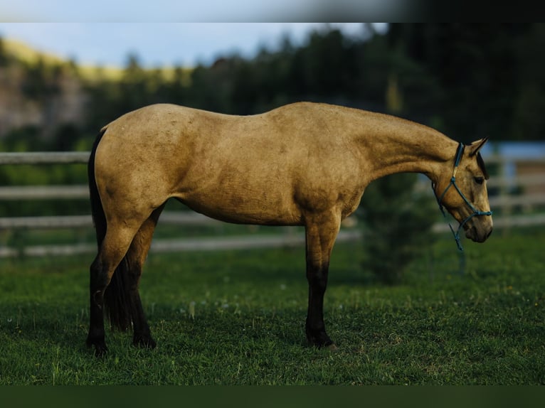 Quarter horse américain Jument 3 Ans 150 cm Buckskin in Greycliff
