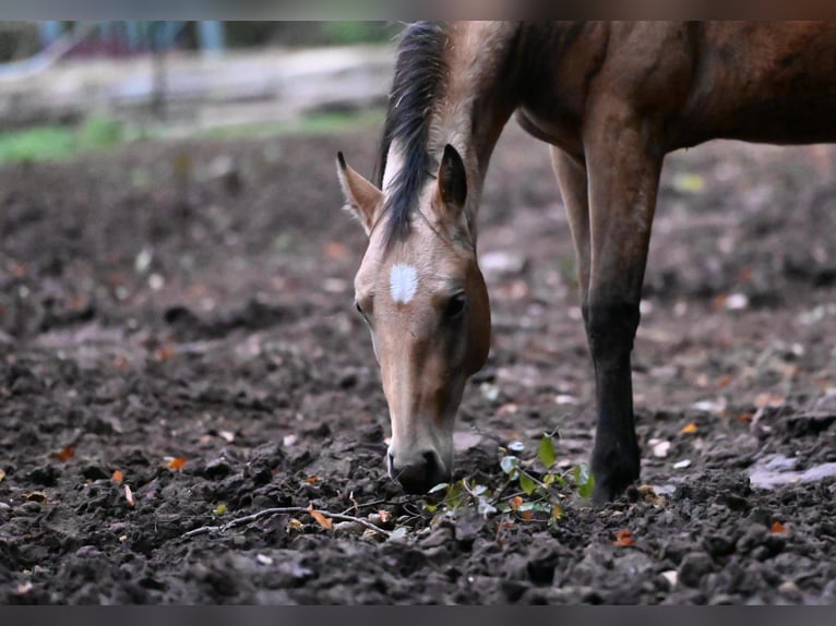 Quarter horse américain Jument 3 Ans 150 cm Buckskin in Zweibrücken