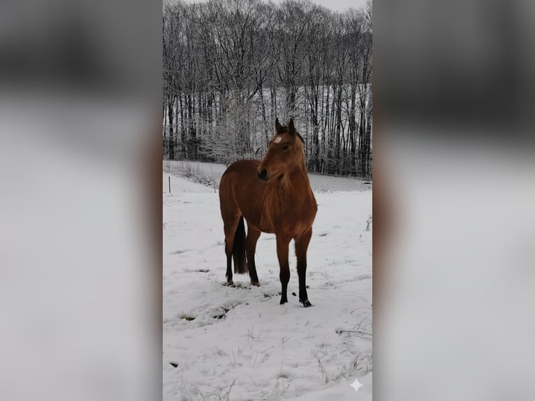 Quarter horse américain Jument 3 Ans 150 cm Buckskin in Zweibrücken
