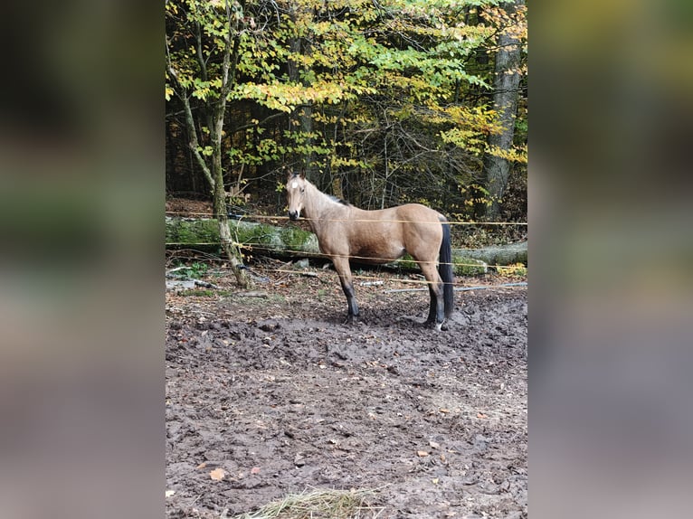 Quarter horse américain Jument 3 Ans 150 cm Buckskin in Zweibrücken