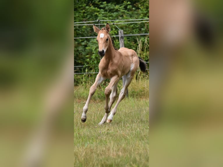 Quarter horse américain Jument 3 Ans 150 cm Buckskin in Zweibrücken
