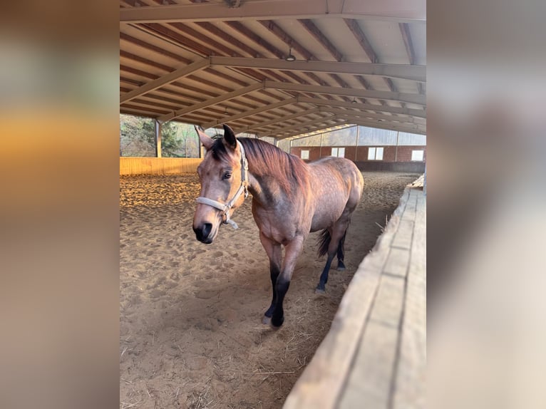 Quarter horse américain Jument 3 Ans 150 cm Buckskin in Wilhelmsburg