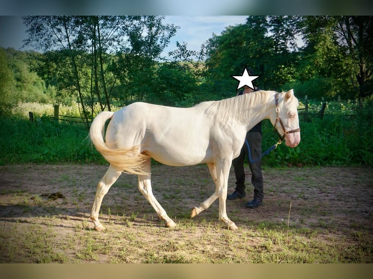 Quarter horse américain Jument 3 Ans 150 cm Cremello in Althornbach