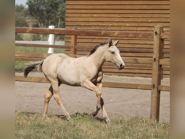 Quarter horse américain Croisé Jument 3 Ans 150 cm Isabelle in Oberhausen