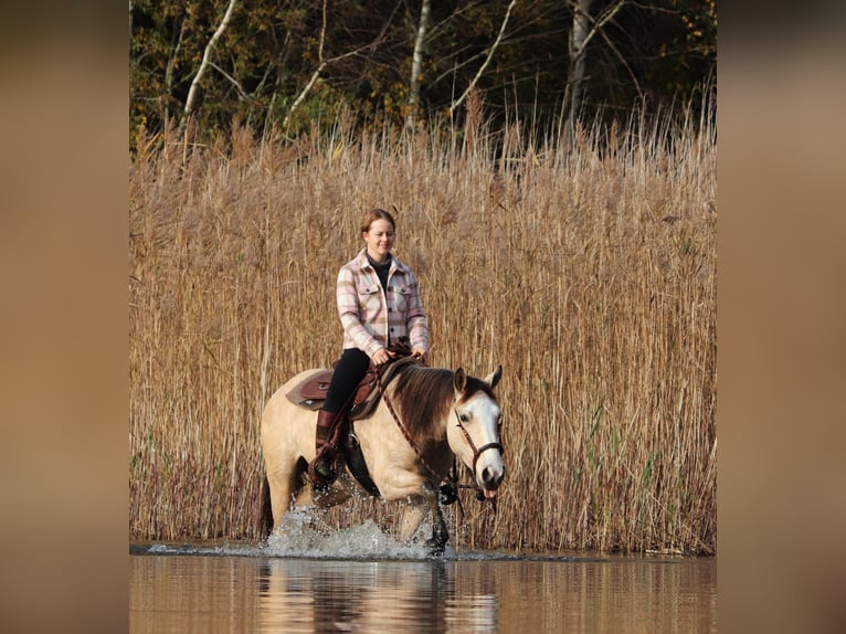 Quarter horse américain Croisé Jument 3 Ans 150 cm Isabelle in Oberlangen