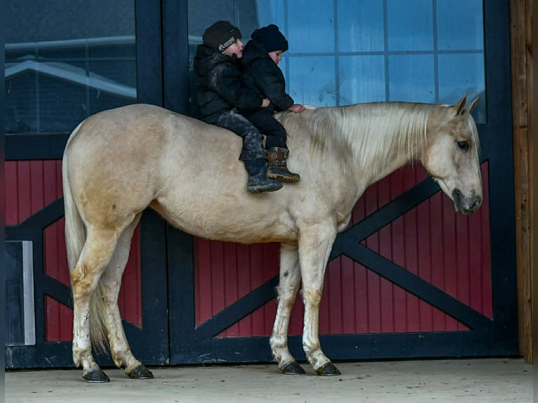 Quarter horse américain Jument 3 Ans 150 cm Palomino in Rebersburg