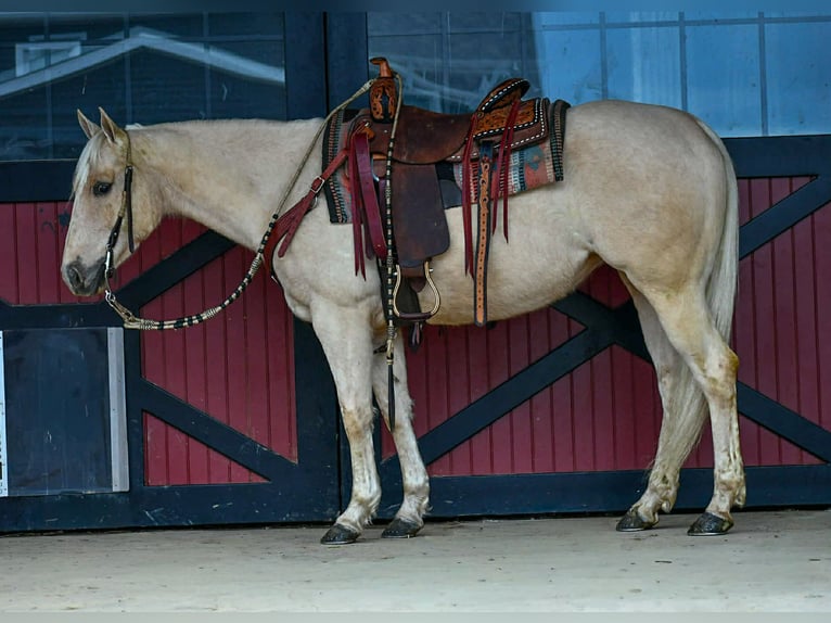 Quarter horse américain Jument 3 Ans 150 cm Palomino in Rebersburg