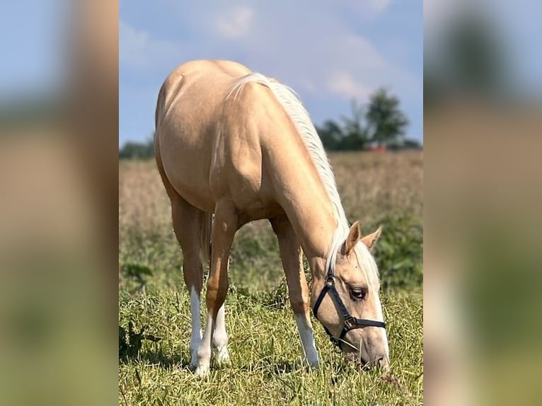 Quarter horse américain Jument 3 Ans 150 cm Palomino in Teschenhagen