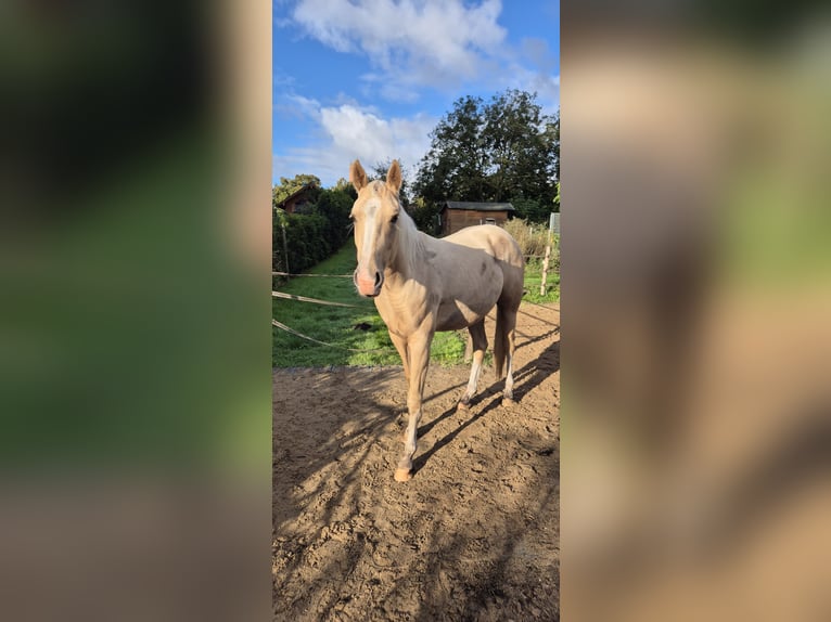 Quarter horse américain Jument 3 Ans 150 cm Palomino in Teschenhagen