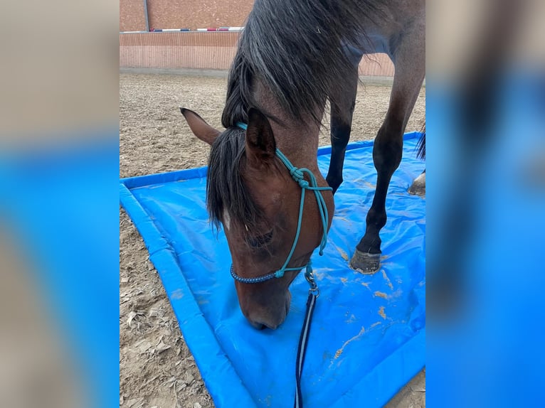 Quarter horse américain Jument 3 Ans 150 cm Roan-Bay in Burscheid