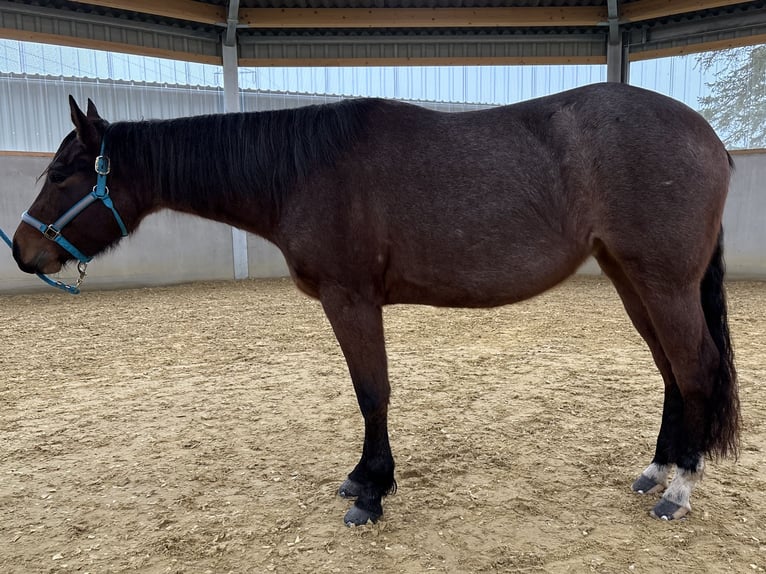 Quarter horse américain Jument 3 Ans 150 cm Roan-Bay in Burscheid