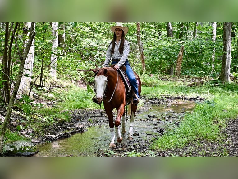 Quarter horse américain Jument 3 Ans 152 cm Alezan brûlé in Newfoundland