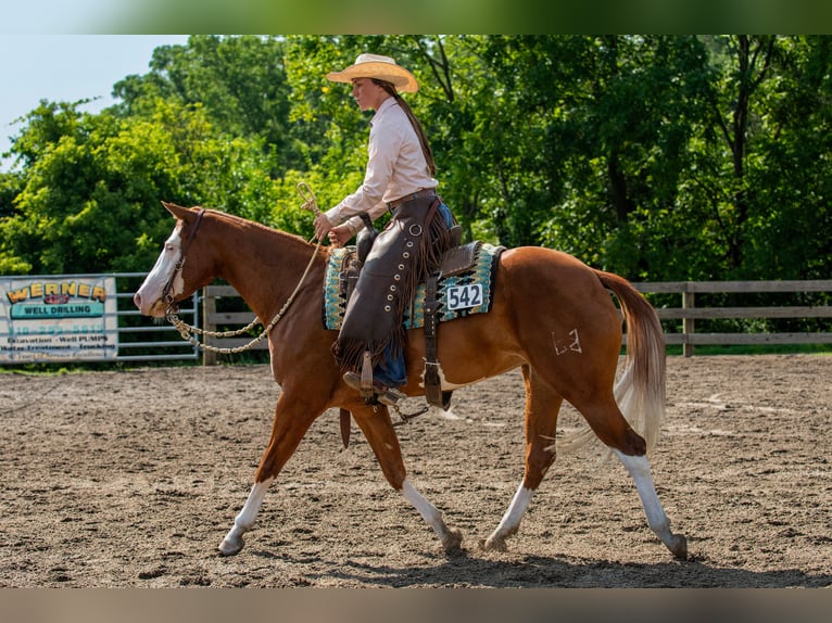 Quarter horse américain Jument 3 Ans 152 cm Alezan brûlé in Newfoundland