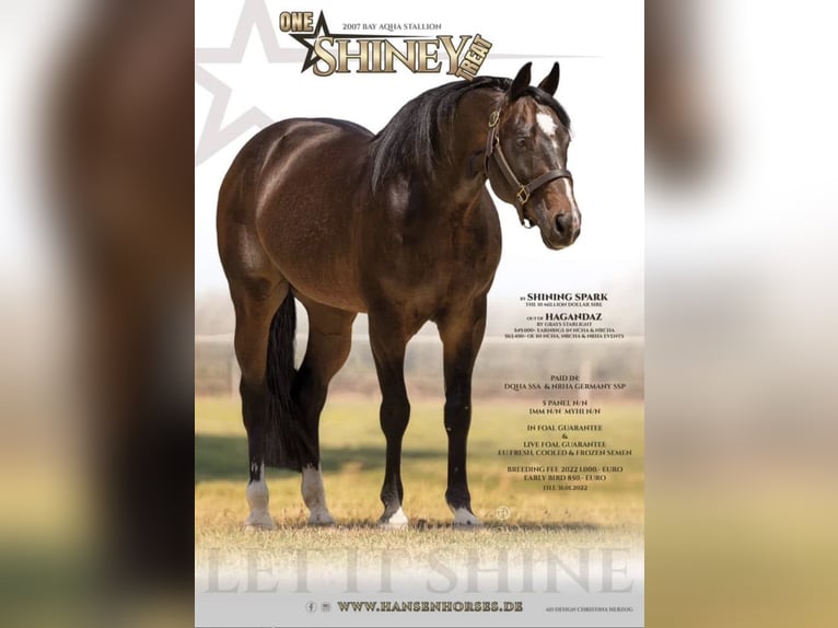 Quarter horse américain Jument 3 Ans 152 cm Bai in Leun