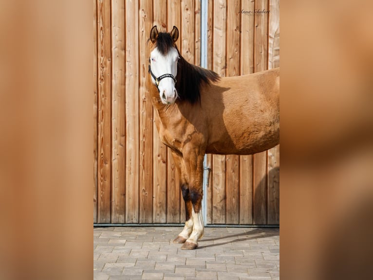Quarter horse américain Jument 3 Ans 152 cm Buckskin in Hundsangen