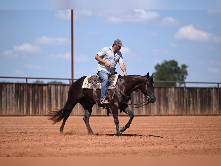 Quarter horse américain Jument 3 Ans 152 cm Noir in Waco