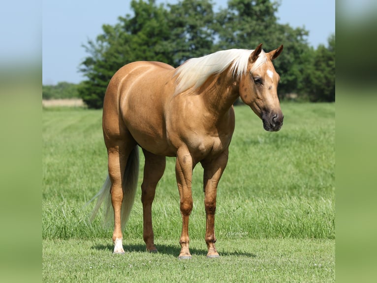 Quarter horse américain Jument 3 Ans 152 cm Palomino in Buffalo