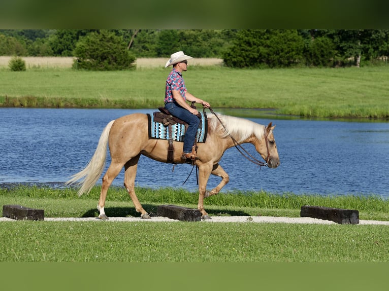 Quarter horse américain Jument 3 Ans 152 cm Palomino in Buffalo