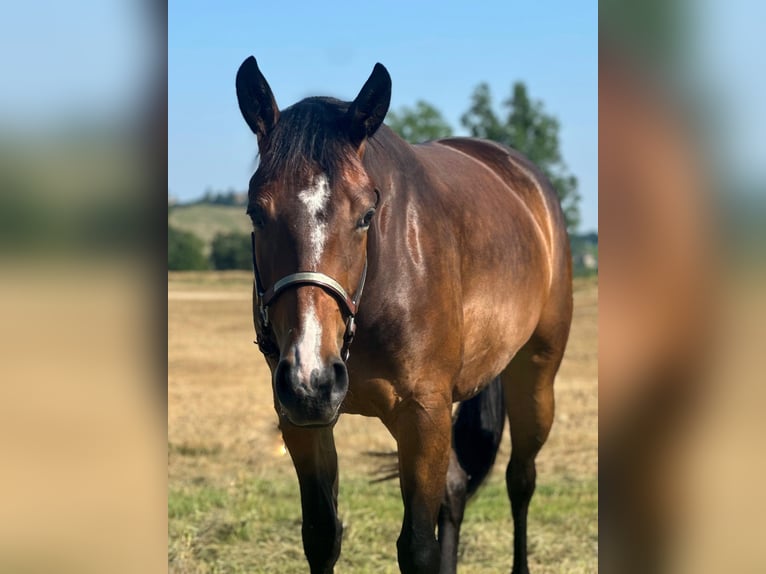 Quarter horse américain Jument 3 Ans 153 cm Bai brun in M&#xFC;nchen