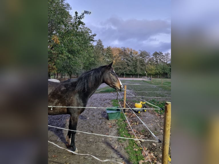 Quarter horse américain Croisé Jument 3 Ans 153 cm Bai in Lauenau Lauenau