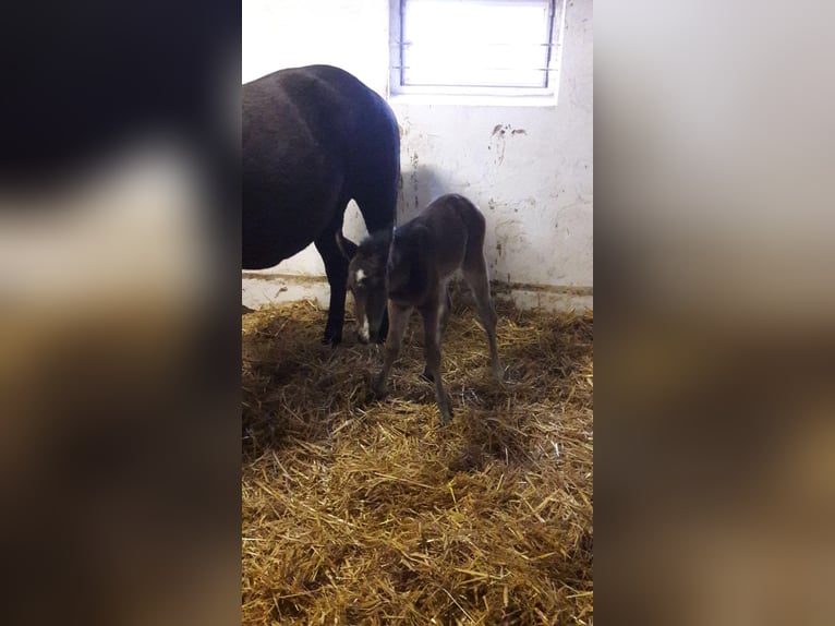 Quarter horse américain Jument 3 Ans 153 cm Bai in Bergkamen