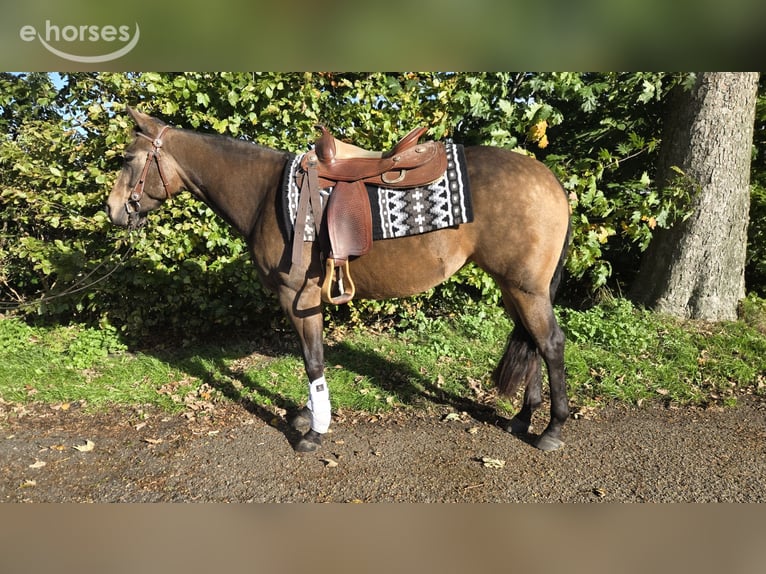 Quarter horse américain Jument 3 Ans 153 cm Buckskin in Rotstergaast