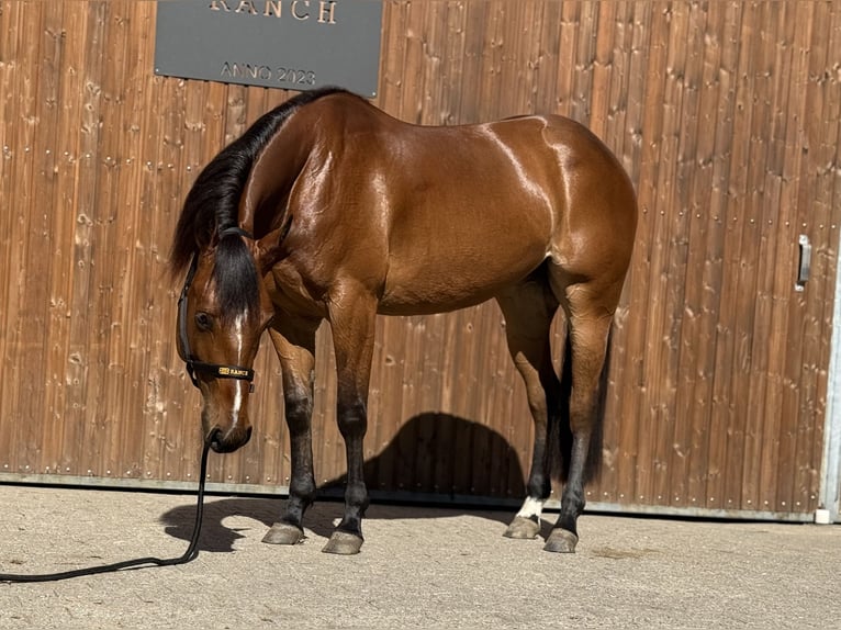 Quarter horse américain Jument 3 Ans 154 cm Bai in Lahn