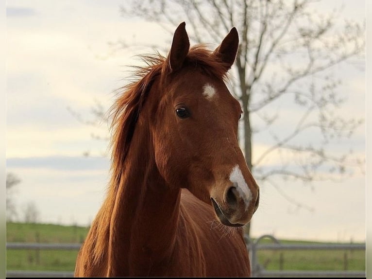 Quarter horse américain Jument 3 Ans 155 cm Alezan in Kronach