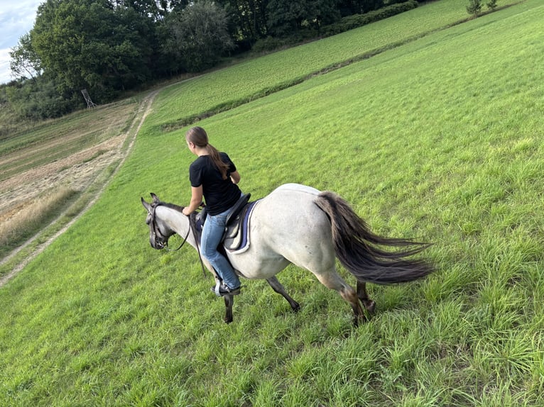 Quarter horse américain Jument 3 Ans 156 cm Grullo in Höringen