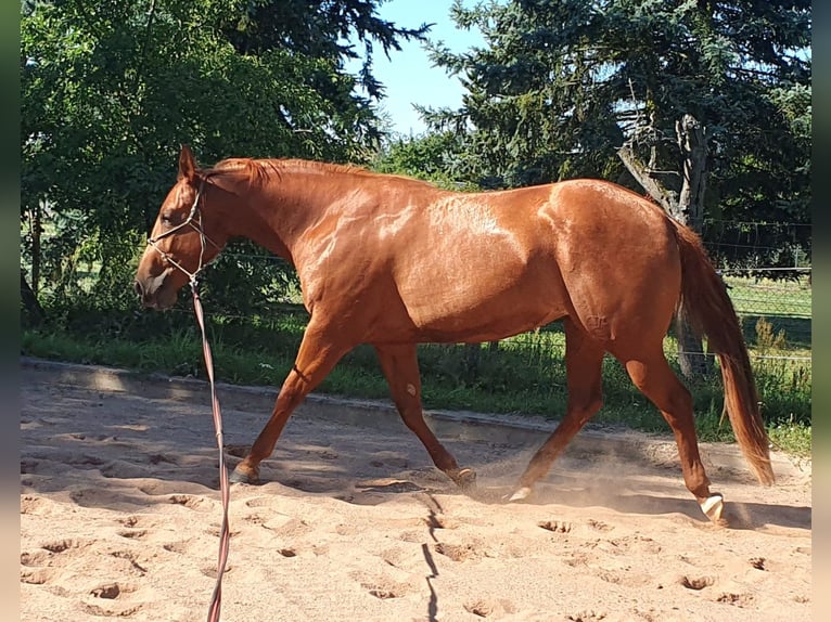 Quarter horse américain Jument 3 Ans 157 cm Alezan in Zerbst