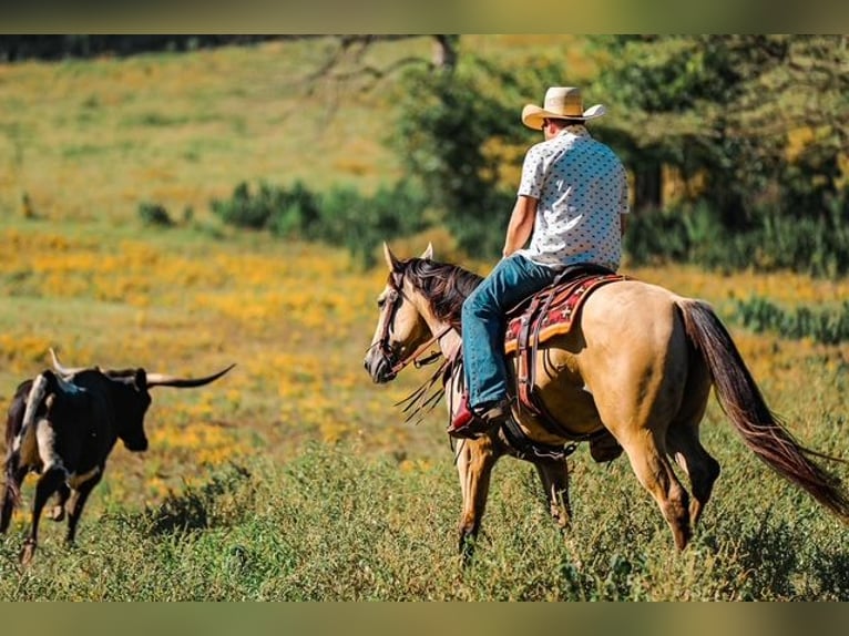 Quarter horse américain Jument 3 Ans 157 cm Buckskin in Santa Fe Quarter horse américain Jument 3 Ans 157 cm Buckskin in Santa Fe