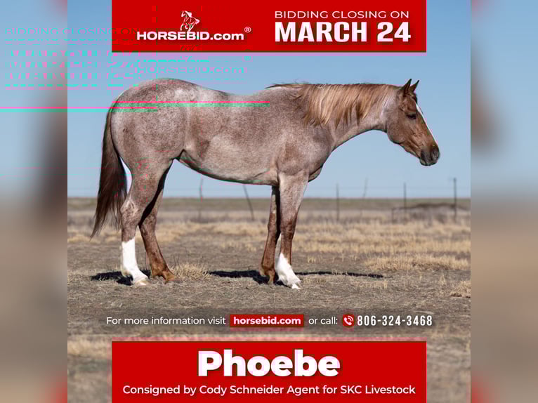 Quarter horse américain Jument 3 Ans 157 cm Rouan Rouge in Canyon, TX