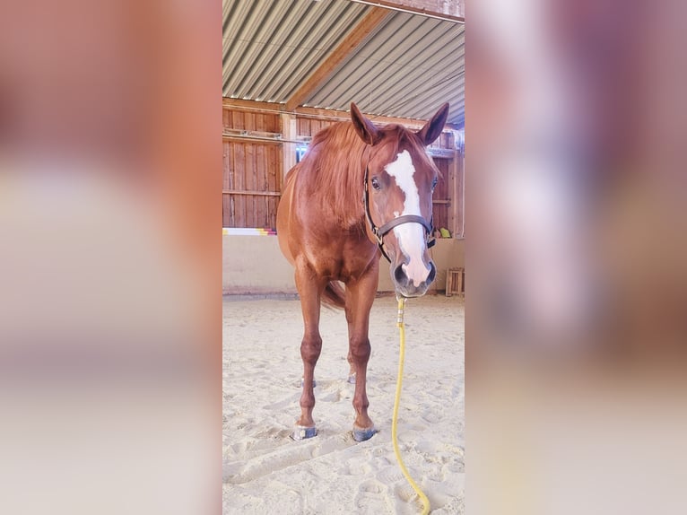 Quarter horse américain Jument 3 Ans 158 cm Alezan in Ravenstein