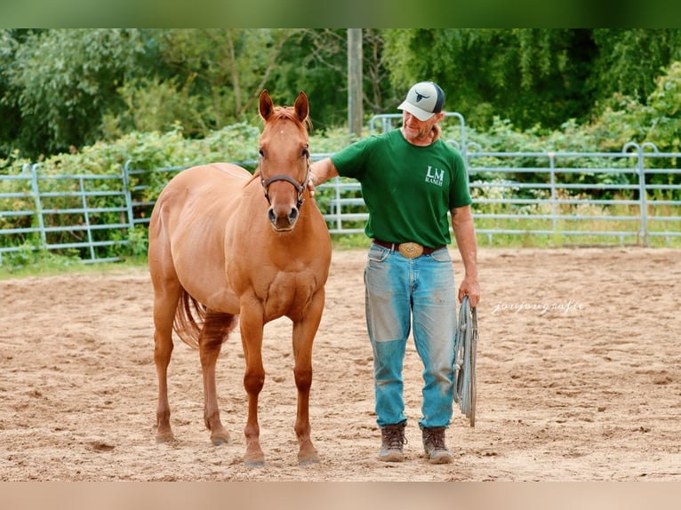 Quarter horse américain Jument 3 Ans 159 cm in Hennef