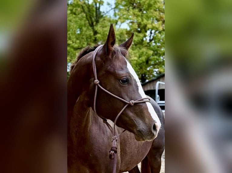 Quarter horse américain Jument 3 Ans 160 cm Alezan brûlé in Finnentrop