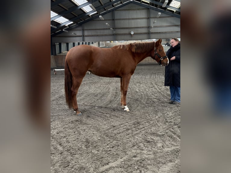 Quarter horse américain Jument 3 Ans 160 cm Alezan cuivré in Randers