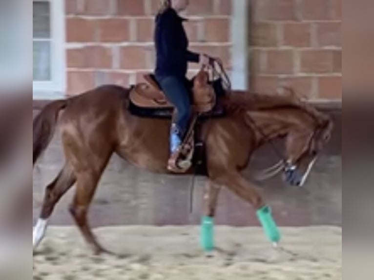 Quarter horse américain Jument 3 Ans 160 cm Alezan in Schattendorf