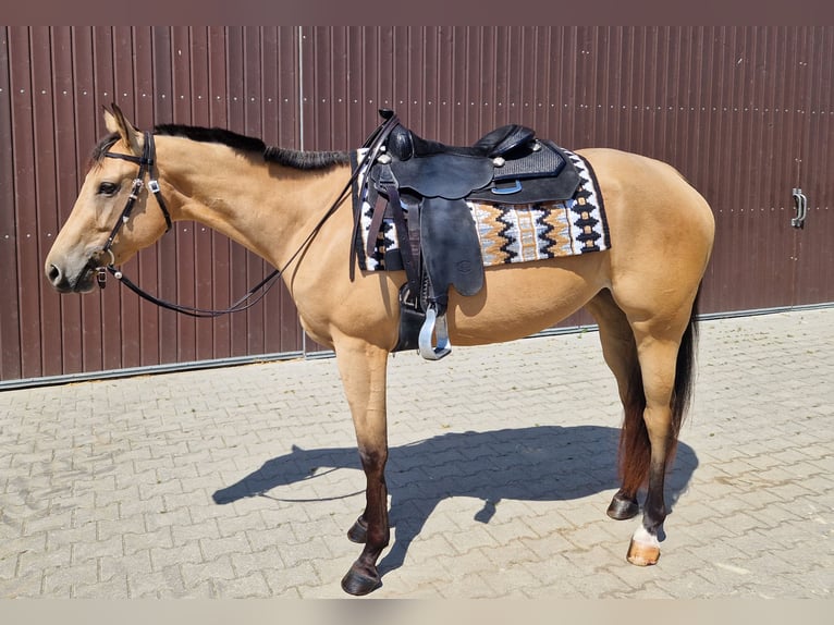 Quarter horse américain Jument 3 Ans 160 cm Buckskin in Stuttgart