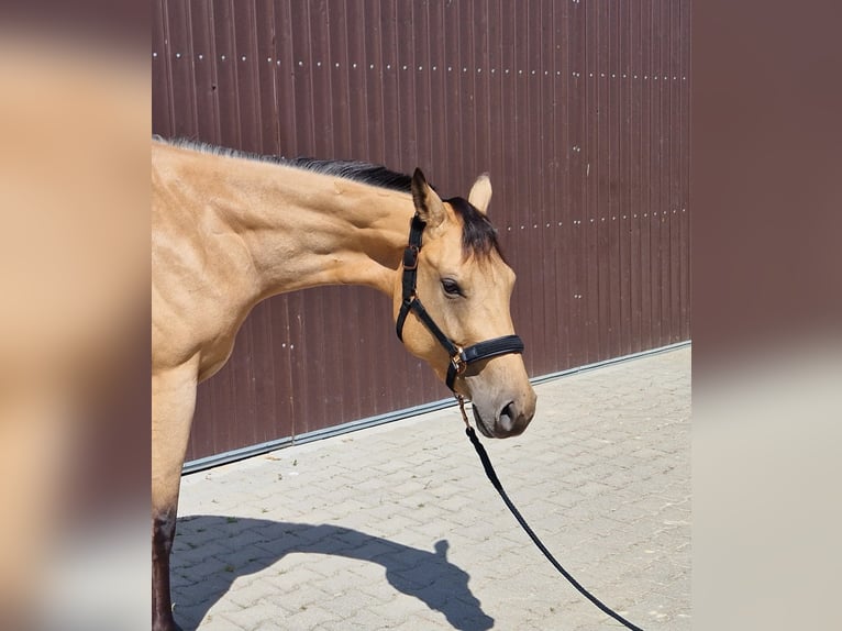 Quarter horse américain Jument 3 Ans 160 cm Buckskin in Stuttgart