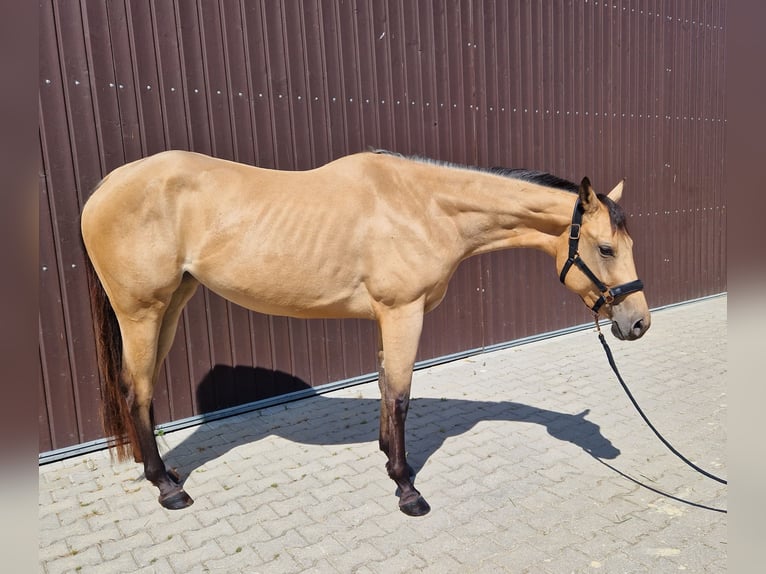 Quarter horse américain Jument 3 Ans 160 cm Buckskin in Stuttgart