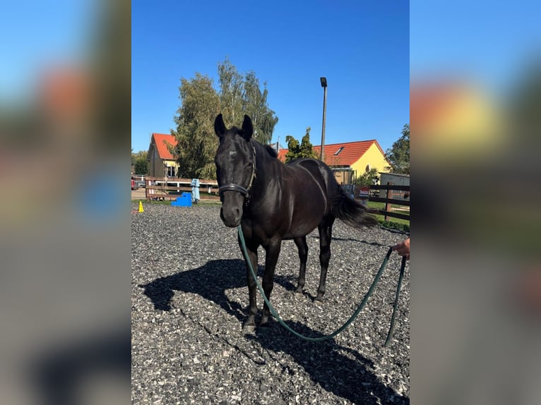 Quarter horse américain Jument 3 Ans 160 cm Noir in Kuschkow